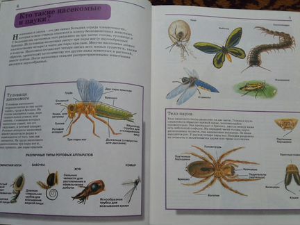 Книга насекомые и пауки
