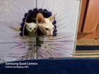 Кошки в добрые руки объявление продам