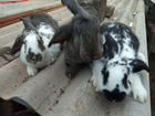 Кролики на завод объявление продам