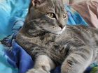Абиссинский - Британский котенок 6 месяцев