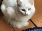 Белый кот, полгода. Кошечка Фифа 3 месяца