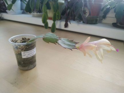 Декабрист светло-жёлтые цветы