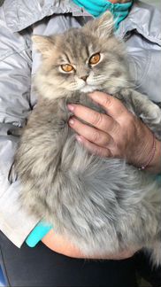 Продам персидского голубого котенка