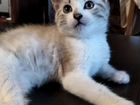 Сиамский котенок ищет дом объявление продам