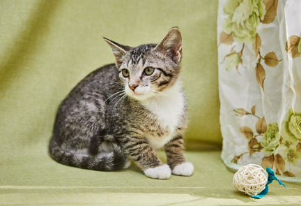 Котик 3 месяца