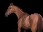 Лошадь донская кобыла Благовеста2 года объявление продам