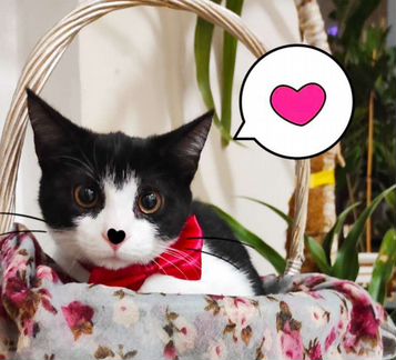 Феликс котенок котик в добрые руки
