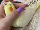 Ручной птенец попугая корелла