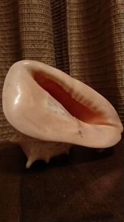 Раковина морская большая