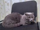 Вислоухая кошка объявление продам