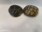 Красноухая черепаха с террариумом объявление продам