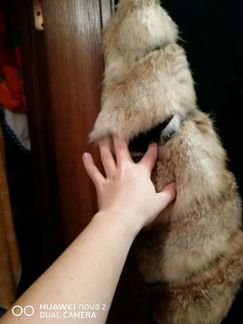 Натуральная дубленка