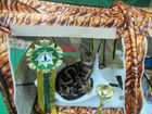 Котята метисы от бенгальской кошки чемпиона