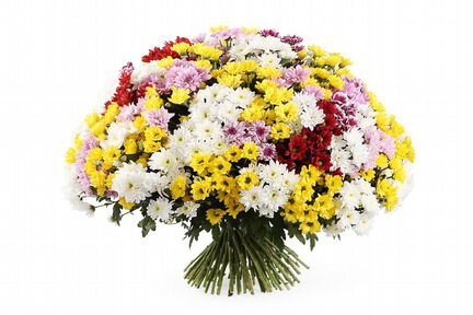 Хризантемы