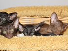 Эксклюзивные кошечки шоколадки и черные котики объявление продам