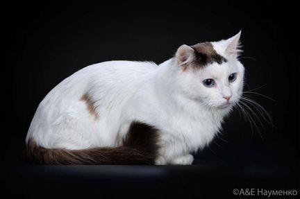 Молодой кот в разведение