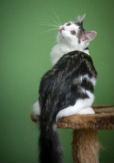 Разные котята (на фото не все)