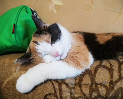 Кошка в добрые руки