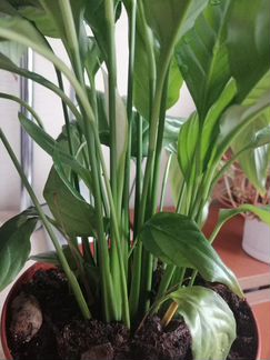 Цветок спатифиллюм