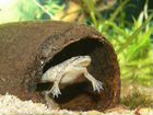 Лягушка гименохирус карликовая аквариумная объявление продам