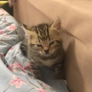 Котята