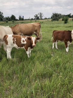 Телки коровы бычки герефорд - фотография № 4