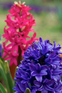 Гиацинт,красный,темно-синий,голубой,белый