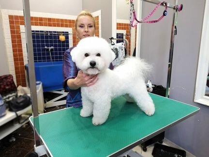 Стрижка собак и кошек (Грумер)