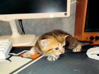 Шотландские котята к нг. Золотая шиншилла и мрамор объявление продам