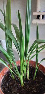 Финиковая пальма из косточек,гиппеаструм