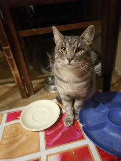 Кошка