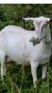 Дойная коза Заано-Нубийская - фотография № 1