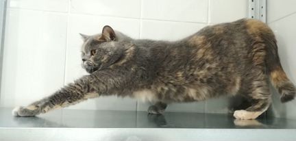 Британка Мотюшка ищет дом