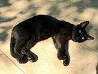 Черный красивый котенок объявление продам