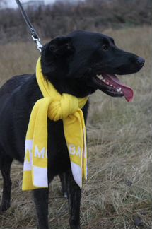 Собака в дар