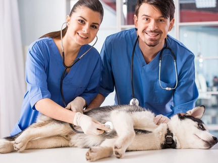 Ветеринарный врач на дом круглосуточно