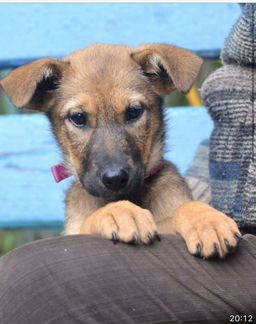 Умная ласковая щенок вырастет средняя