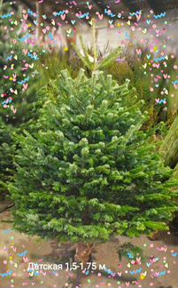 Ель живая с доставкой