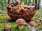 Ищу Партнера для выращивания грибов