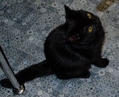 Котенок ищет дом