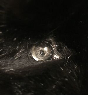 Мягкая игрушка дракон