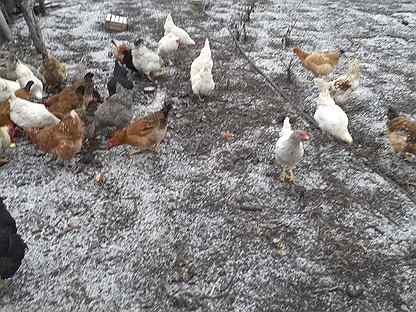 Купить кур в белгородской области. Продажа кур голубей в Белгородской области.
