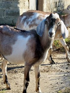 Нубийские козлы, козы (козёл, коза) - фотография № 6