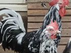 Цыплята и инкуб.яйцо породных птиц объявление продам