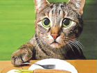 Еда для кошек домашняя объявление продам