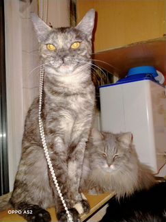 Отдам в хорошие руки