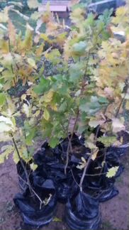 Дуб от 30 до 170 см