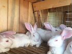 Кролики порода Хиколь объявление продам