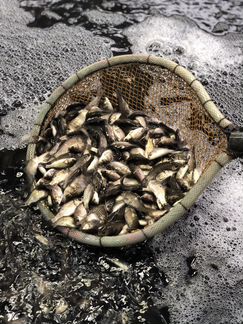 Живец Плотва Карась Верховка