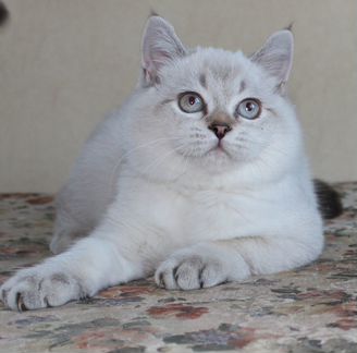Британский котик с голубыми глазами